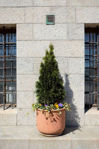 Potted plants on wall of building