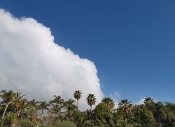 Low angle view of coconut palm trees against blue sky