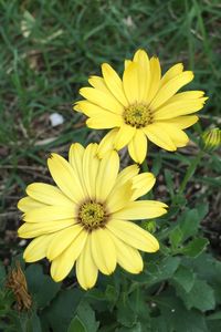 Close-up of yellow flower