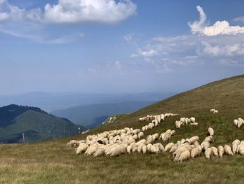 View of sheep on field against sky