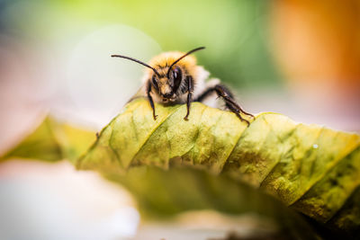 Close-up of bee on flower