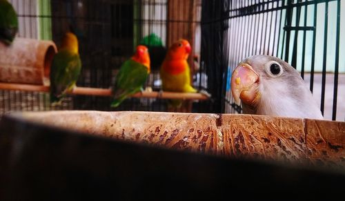 View of parrot in cage