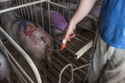 Salamanca, spain, pig farmer artificially inseminating iberian pig