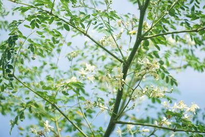 Low angle view of flowering plant