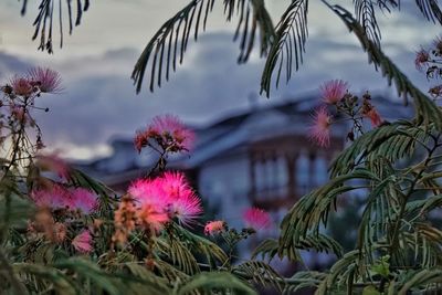 Close-up of pink flowers against sky