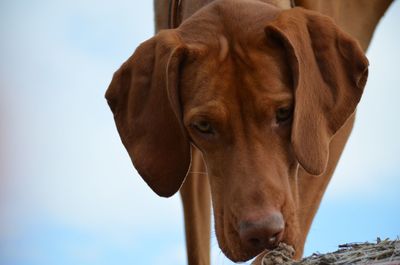 Close-up of dog looking at camera against sky