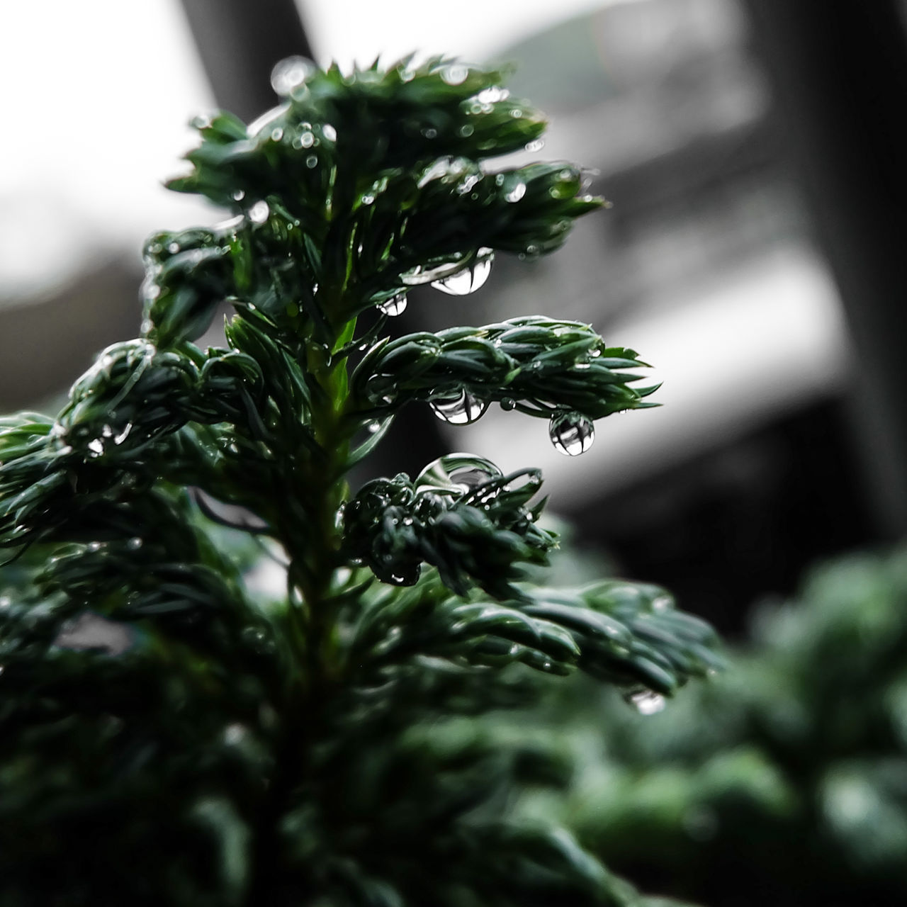 CLOSE-UP OF WET PINE PLANT