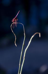 Close-up of plant against blurred background