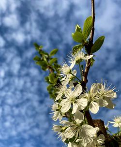 Close-up of white flowering plant