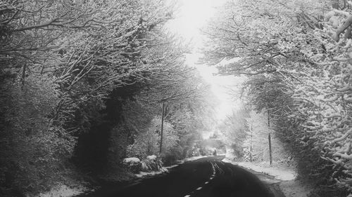 Road along trees