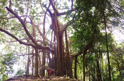 Low angle view of trees in forest