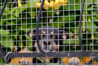 Portrait of a dog behind a fence 