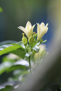 Close-up of white flowering plant