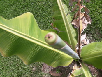 Close-up of green leaves on tree