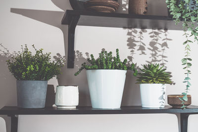 Potted plant on table