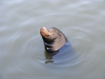 Close-up of turtle swimming in water