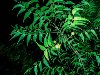 Close-up of green plant