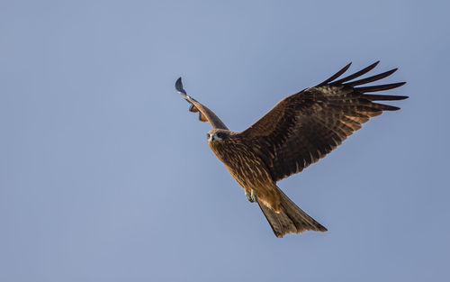 Close-up view of a hawk overhead looking at the camera on a blue sky day