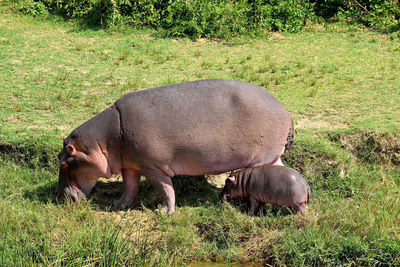 Baby hippo and its huge mum