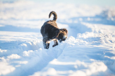 View of dog on snow covered land