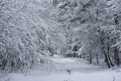 Snow covered land and trees in forest