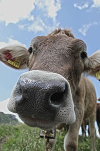 Close-up of cow