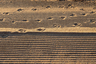 Full frame shot of agricultural field