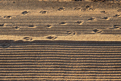 Full frame shot of agricultural field