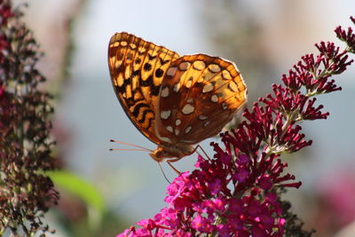 Close-up of butterfly pollinating on flower