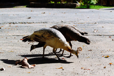 Side view of a bird