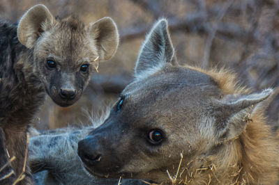 Close-up of two hyenas, mother and cub.
