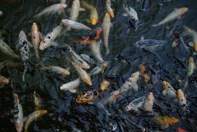 High angle view of koi fish in lake