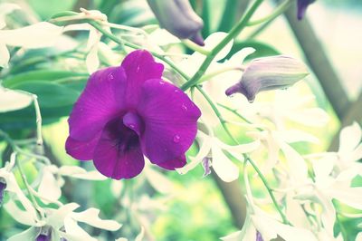 Close-up of purple flowering plant