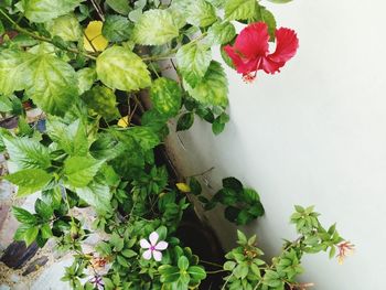 Red flowers and leaves