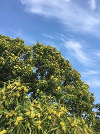 Low angle view of trees against sky