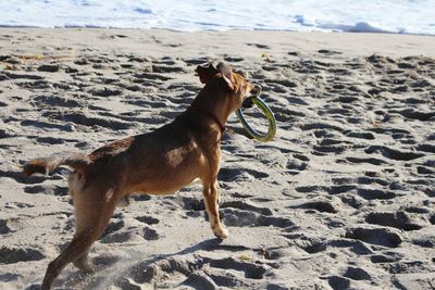 Close-up of horse on sand at beach