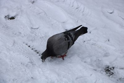 Bird on snow field during winter