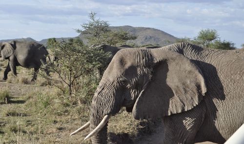 Side view of elephant on land against sky