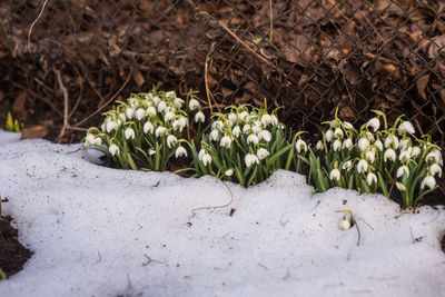 Close-up of white flowering plants on field