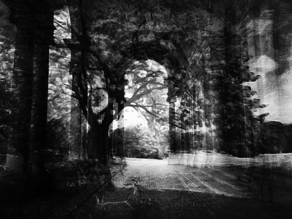 tree, tree trunk, tranquility, nature, forest, growth, tranquil scene, branch, the way forward, day, outdoors, no people, sunlight, beauty in nature, auto post production filter, silhouette, shadow, scenics, bare tree, wall - building feature