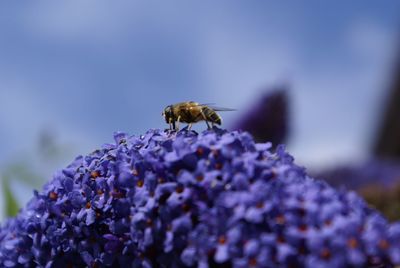 Close-up of hover fly on purple flower