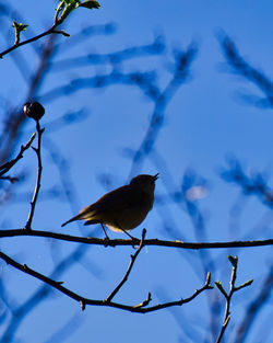Low angle view of bird perching on branch