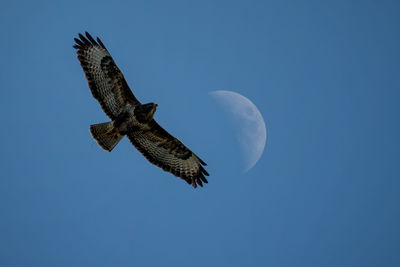 Low angle view of eagle flying against clear sky