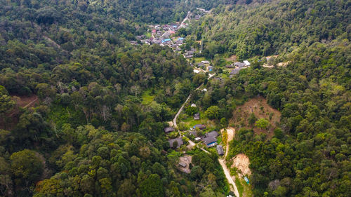 High angle view of pine trees in forest