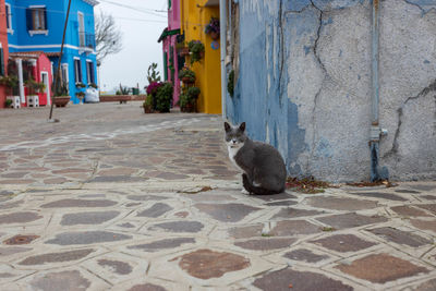 Cat sitting on footpath