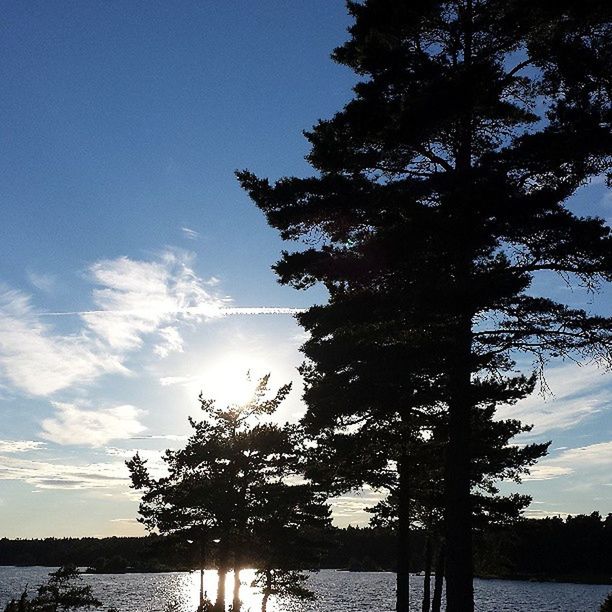 tree, tranquility, silhouette, tranquil scene, water, sky, scenics, beauty in nature, sun, nature, sunlight, lake, growth, tree trunk, idyllic, sunset, blue, branch, reflection, river