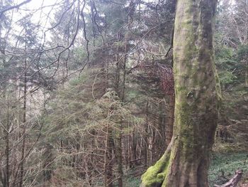 Trees in forest