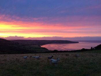 Sheep on field against sky during sunset