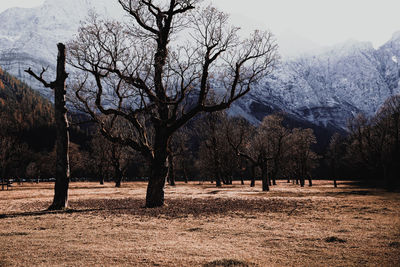 Trees on field