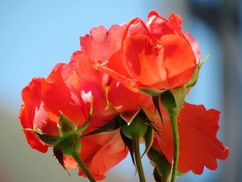 Close-up of red rose